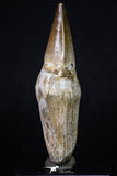 20207 - Top Huge Rooted 4.11 Inch Mosasaur (Prognathodon anceps) Tooth