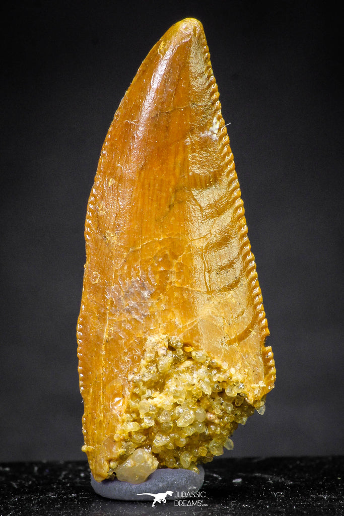 21225 - Finest Quality 1.05 Inch Abelisaur Dinosaur Tooth Cretaceous KemKem Beds