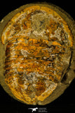30465 - Huge 7.09 Inch Asaphid Trilobite in Concretion - Pos/Neg Ordovician