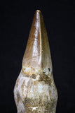 20207 - Top Huge Rooted 4.11 Inch Mosasaur (Prognathodon anceps) Tooth