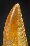 21225 - Finest Quality 1.05 Inch Abelisaur Dinosaur Tooth Cretaceous KemKem Beds