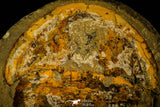 30465 - Huge 7.09 Inch Asaphid Trilobite in Concretion - Pos/Neg Ordovician