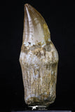 20207 - Top Huge Rooted 4.11 Inch Mosasaur (Prognathodon anceps) Tooth