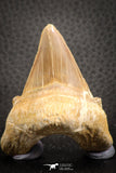 07334 - Top Huge OTODUS OBLIQUUS (mackerel shark) Tooth Paleocene