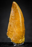 21225 - Finest Quality 1.05 Inch Abelisaur Dinosaur Tooth Cretaceous KemKem Beds