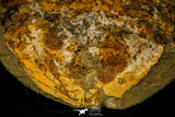30465 - Huge 7.09 Inch Asaphid Trilobite in Concretion - Pos/Neg Ordovician