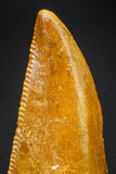 21225 - Finest Quality 1.05 Inch Abelisaur Dinosaur Tooth Cretaceous KemKem Beds
