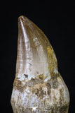 20207 - Top Huge Rooted 4.11 Inch Mosasaur (Prognathodon anceps) Tooth