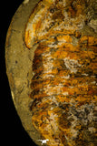 30465 - Huge 7.09 Inch Asaphid Trilobite in Concretion - Pos/Neg Ordovician