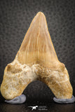 07334 - Top Huge OTODUS OBLIQUUS (mackerel shark) Tooth Paleocene