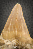 07334 - Top Huge OTODUS OBLIQUUS (mackerel shark) Tooth Paleocene