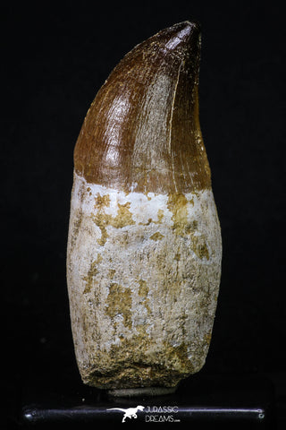 20208 - Top Huge Rooted 3.74 Inch Mosasaur (Prognathodon anceps) Tooth