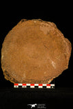 30466 - Top Rare 6.69 inch Eldonia sp. Ordovician Jellyfish