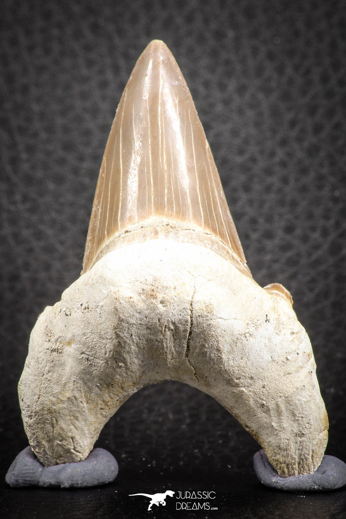 07335 - Top Huge OTODUS OBLIQUUS (mackerel shark) Tooth Paleocene