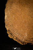 30466 - Top Rare 6.69 inch Eldonia sp. Ordovician Jellyfish
