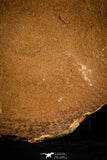 30466 - Top Rare 6.69 inch Eldonia sp. Ordovician Jellyfish