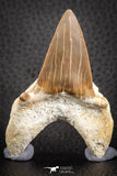 07335 - Top Huge OTODUS OBLIQUUS (mackerel shark) Tooth Paleocene
