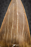 07335 - Top Huge OTODUS OBLIQUUS (mackerel shark) Tooth Paleocene