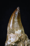 20209 - Top 4.23 Inch Mosasaur (Prognathodon anceps) Rooted Tooth ( & Preserved Replacement Emerging Germ Tooth)