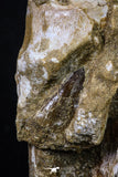 20209 - Top 4.23 Inch Mosasaur (Prognathodon anceps) Rooted Tooth ( & Preserved Replacement Emerging Germ Tooth)