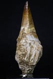 20209 - Top 4.23 Inch Mosasaur (Prognathodon anceps) Rooted Tooth ( & Preserved Replacement Emerging Germ Tooth)