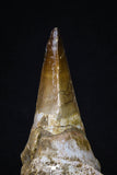 20209 - Top 4.23 Inch Mosasaur (Prognathodon anceps) Rooted Tooth ( & Preserved Replacement Emerging Germ Tooth)