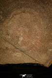 30467 - Top Rare 7.48 inch Eldonia sp. Ordovician Jellyfish