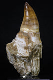 20209 - Top 4.23 Inch Mosasaur (Prognathodon anceps) Rooted Tooth ( & Preserved Replacement Emerging Germ Tooth)