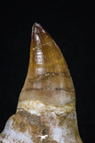 20209 - Top 4.23 Inch Mosasaur (Prognathodon anceps) Rooted Tooth ( & Preserved Replacement Emerging Germ Tooth)