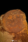 30468 - Top Rare 3.94 inch Eldonia sp. Ordovician Jellyfish