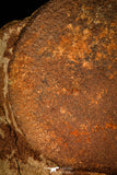 30468 - Top Rare 3.94 inch Eldonia sp. Ordovician Jellyfish