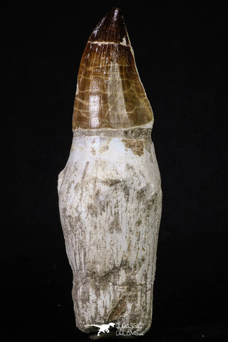 20210 - Top Huge Rooted 5.48 Inch Mosasaur (Prognathodon anceps) Tooth