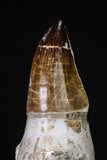 20210 - Top Huge Rooted 5.48 Inch Mosasaur (Prognathodon anceps) Tooth