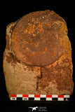 30468 - Top Rare 3.94 inch Eldonia sp. Ordovician Jellyfish