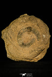 30469 - Well Preserved 2.16 inch Eldonia sp. Ordovician Jellyfish