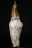 20210 - Top Huge Rooted 5.48 Inch Mosasaur (Prognathodon anceps) Tooth