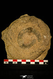 30469 - Well Preserved 2.16 inch Eldonia sp. Ordovician Jellyfish