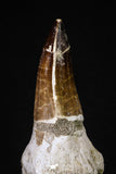 20210 - Top Huge Rooted 5.48 Inch Mosasaur (Prognathodon anceps) Tooth