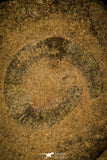 30469 - Well Preserved 2.16 inch Eldonia sp. Ordovician Jellyfish