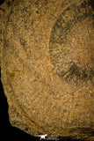 30469 - Well Preserved 2.16 inch Eldonia sp. Ordovician Jellyfish