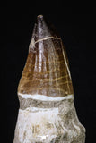 20210 - Top Huge Rooted 5.48 Inch Mosasaur (Prognathodon anceps) Tooth