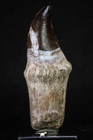 20211 - Top Huge Rooted 5.06 Inch Mosasaur (Prognathodon anceps) Tooth