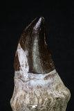 20211 - Top Huge Rooted 5.06 Inch Mosasaur (Prognathodon anceps) Tooth