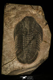 30470 - Top Rare 3.01 Inch Hemirhodon amplipyge Middle Cambrian Trilobite - Utah USA