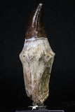20211 - Top Huge Rooted 5.06 Inch Mosasaur (Prognathodon anceps) Tooth