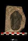 30470 - Top Rare 3.01 Inch Hemirhodon amplipyge Middle Cambrian Trilobite - Utah USA