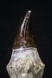 20211 - Top Huge Rooted 5.06 Inch Mosasaur (Prognathodon anceps) Tooth