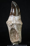 20211 - Top Huge Rooted 5.06 Inch Mosasaur (Prognathodon anceps) Tooth