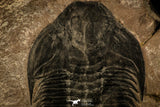 30470 - Top Rare 3.01 Inch Hemirhodon amplipyge Middle Cambrian Trilobite - Utah USA