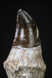 20211 - Top Huge Rooted 5.06 Inch Mosasaur (Prognathodon anceps) Tooth